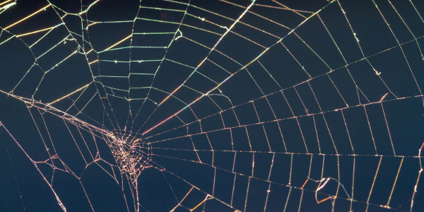 spiderweb spider web